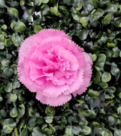 6 petal premium quality carnation