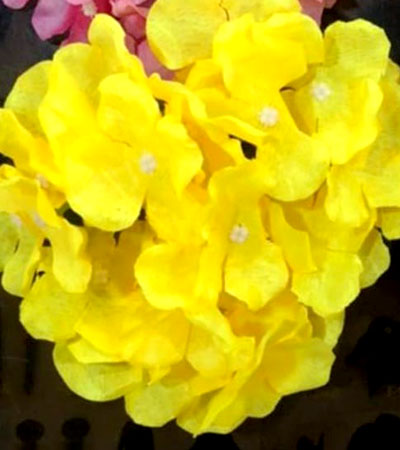 hydrenza flower