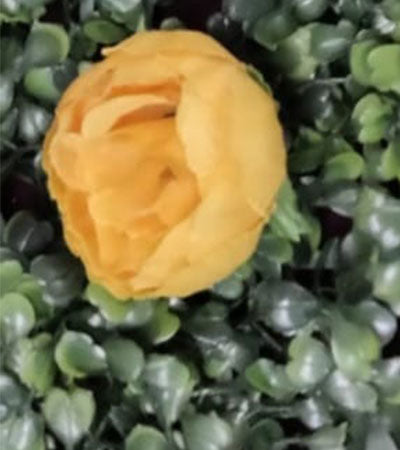 small peony flower
